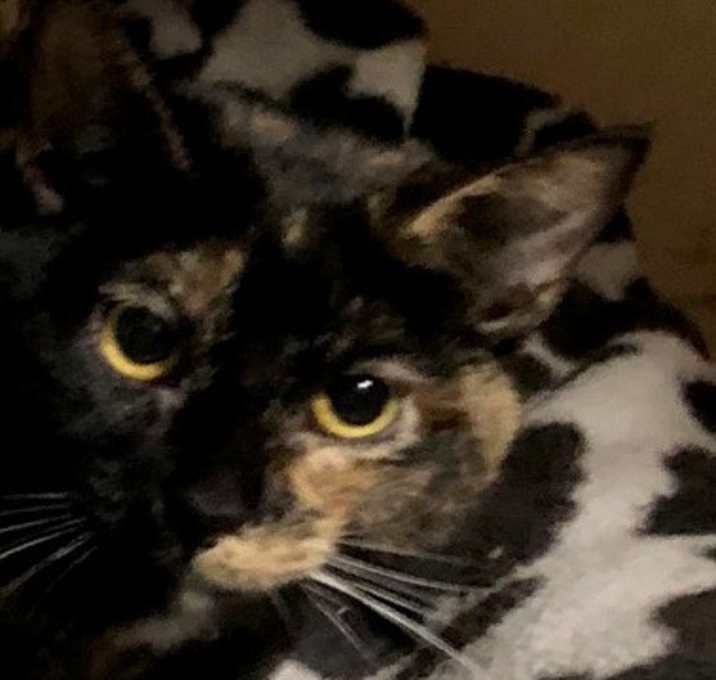 Photo of Lucy