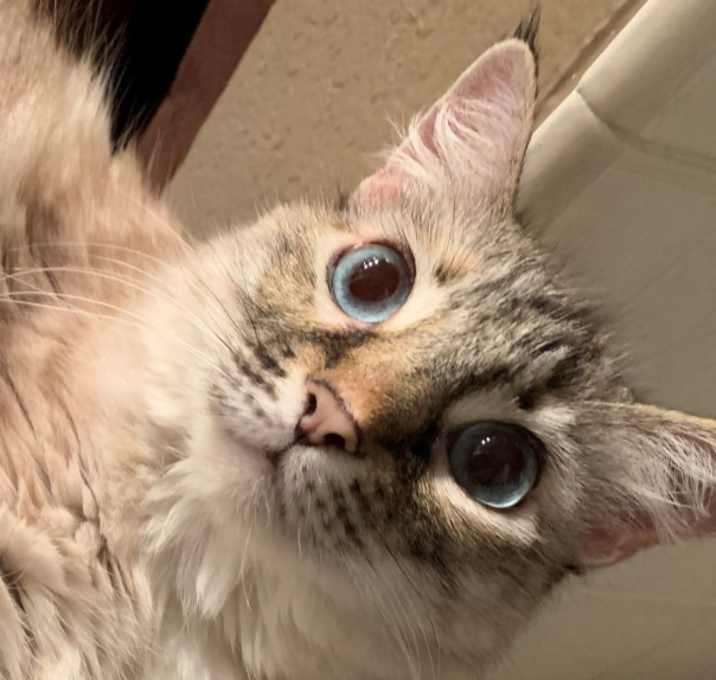 Photo of Odette