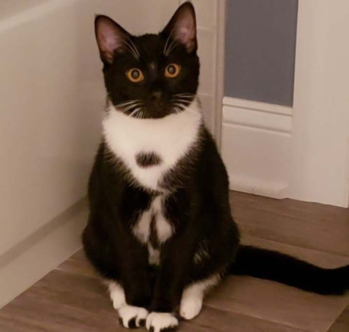 Photo of Jasper and Jett BONDED PAIR