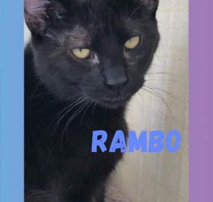 Photo of Rambo