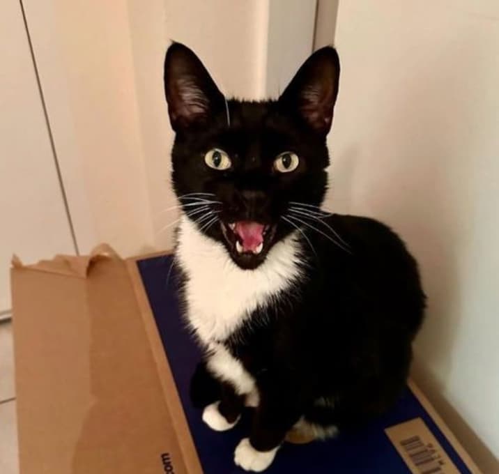 Photo of Jonesy [Permanent Foster]