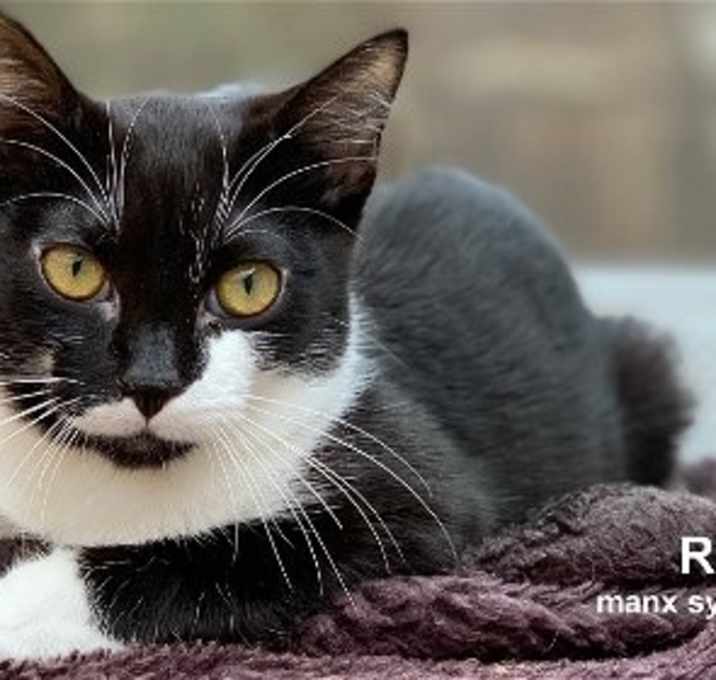 Photo of Rufio