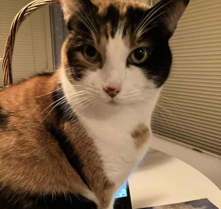 Photo of Gypsy