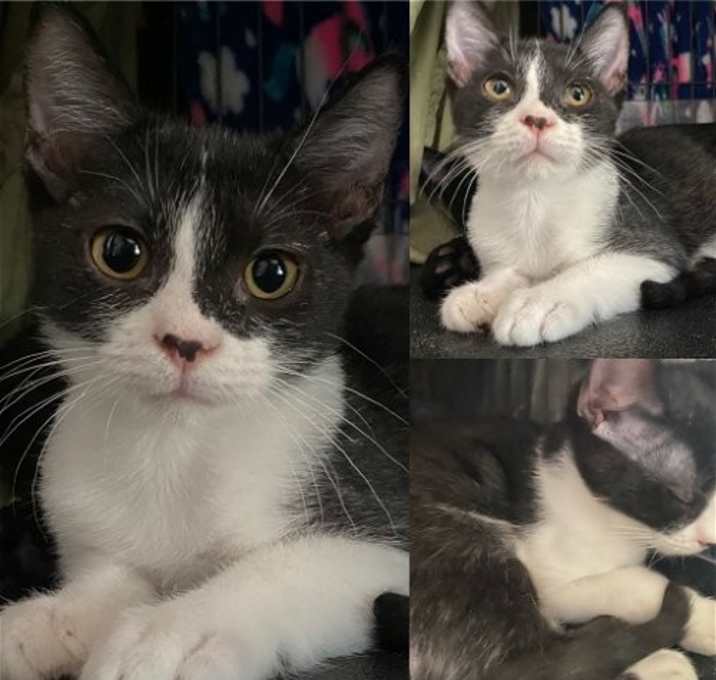 Photo of Blade
