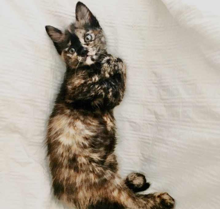 Photo of CALI