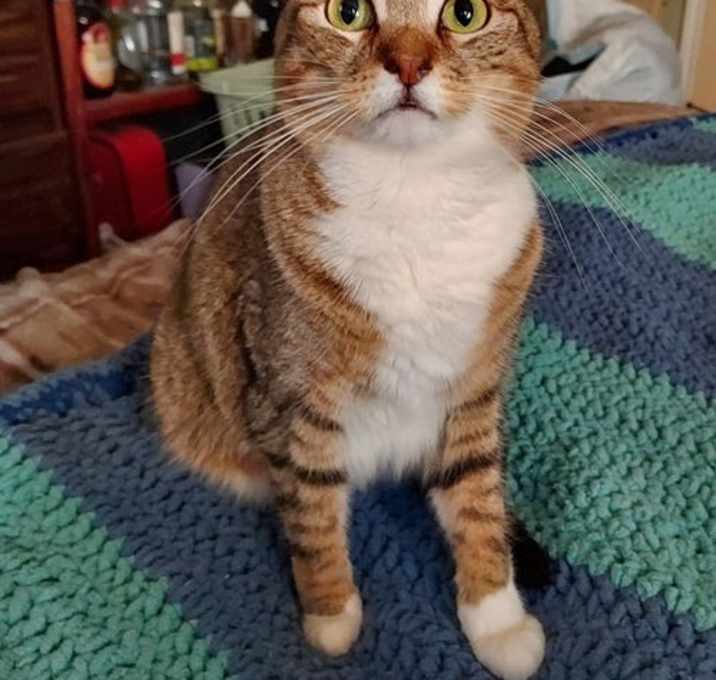 Photo of Bunny