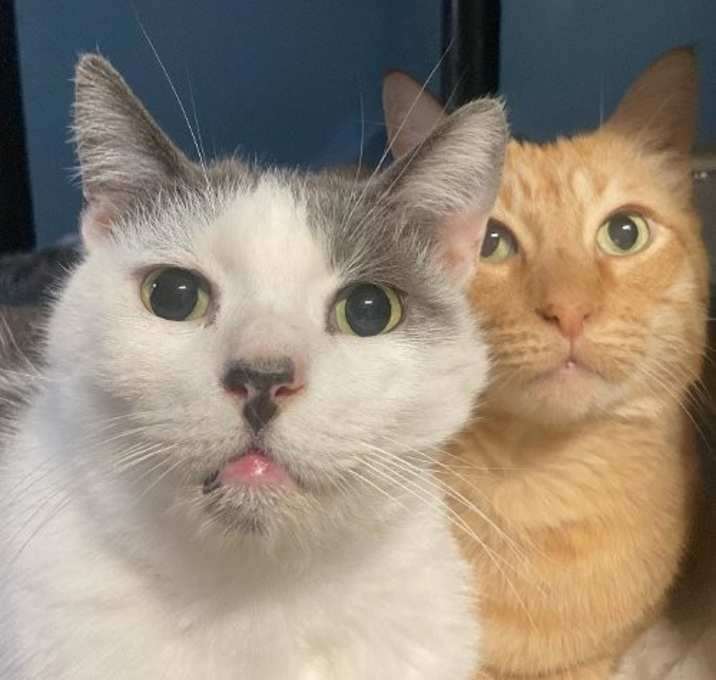 Photo of Harley & Barney