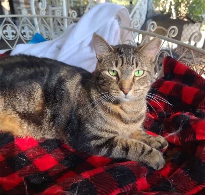 Photo of Marbles