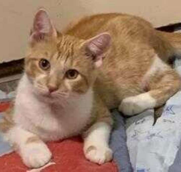 Photo of Ringo