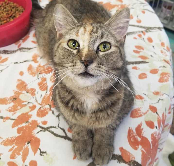 Photo of Amira