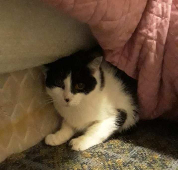 Photo of PatchyBonded With Rosie