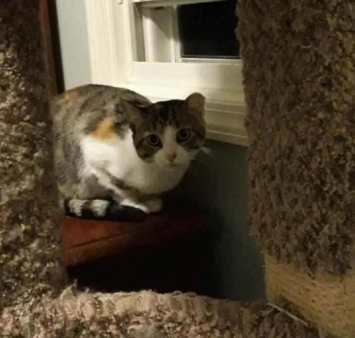 Photo of Rosie Bonded with Patchy