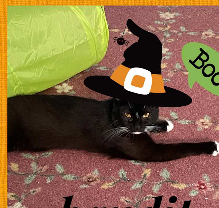 Photo of Bandit