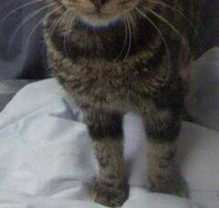 Photo of 90174a Nathan-Pounce Cat Cafe