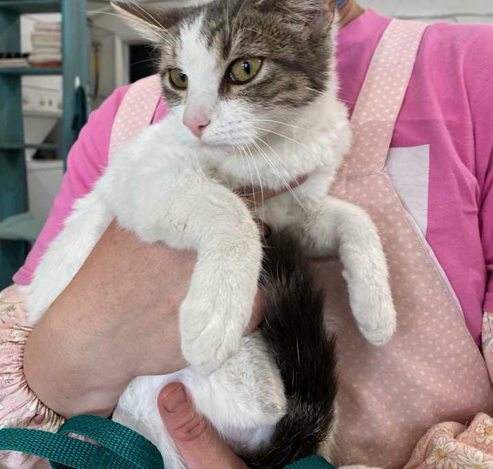 Photo of BELLA THE HUGGABLE 4 mo KITTEN
