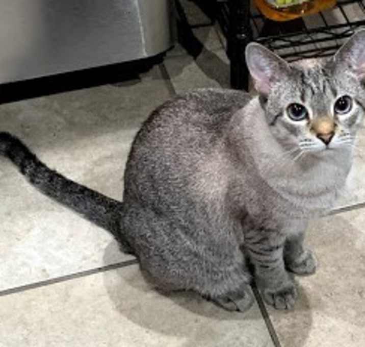 Photo of Cookie