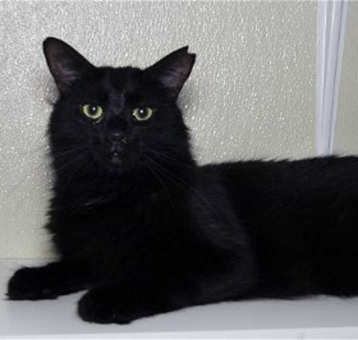 Photo of Feral Terry