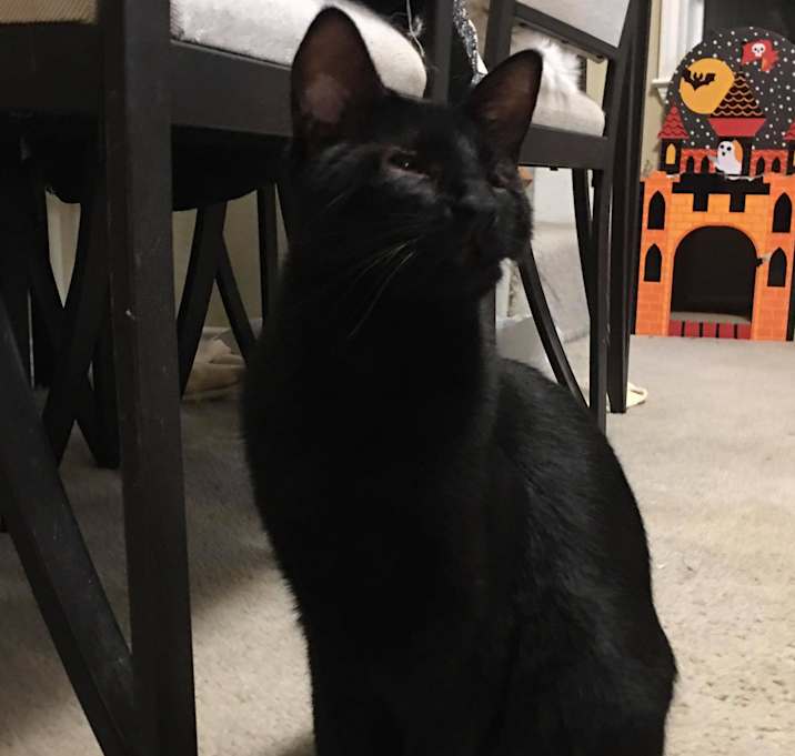 Photo of Roxanne (Roxy)