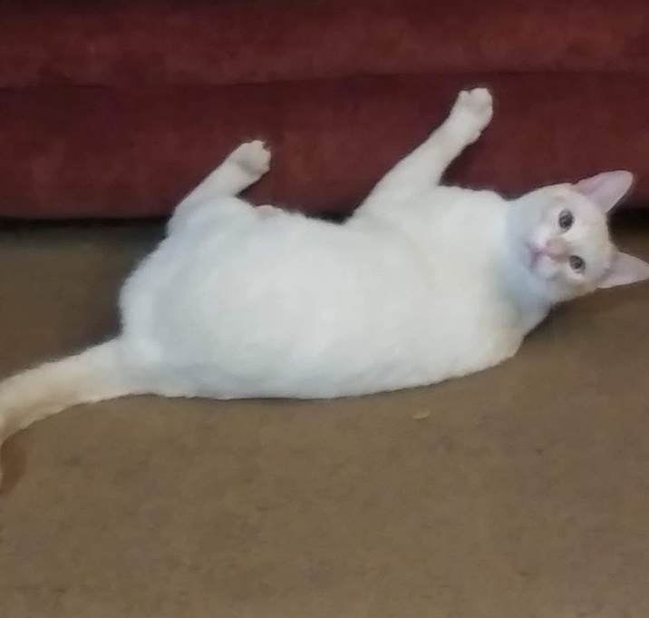 Photo of Angel