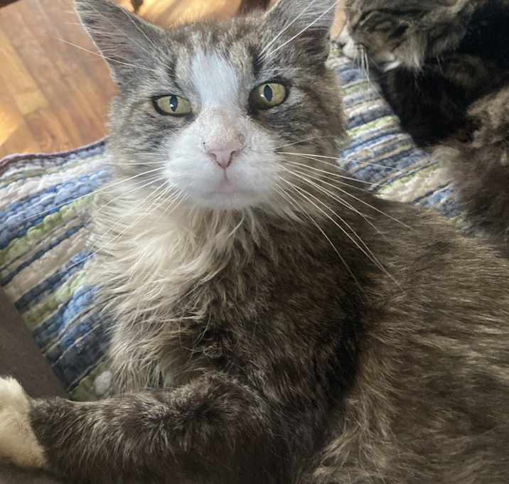 Photo of Teddy (Theodore)