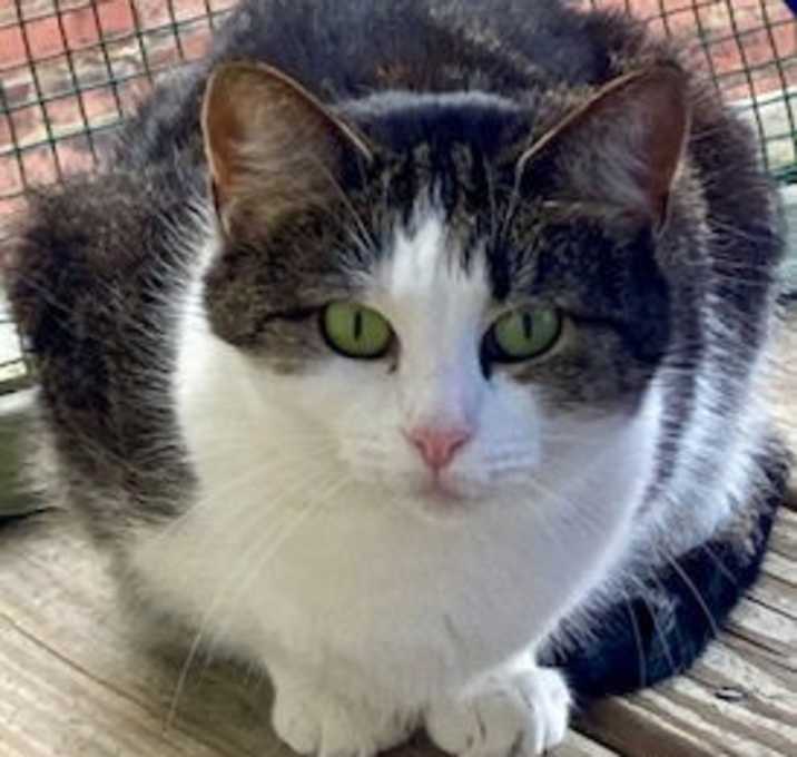 Photo of Pepper