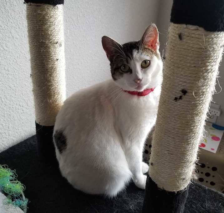 Photo of Astra