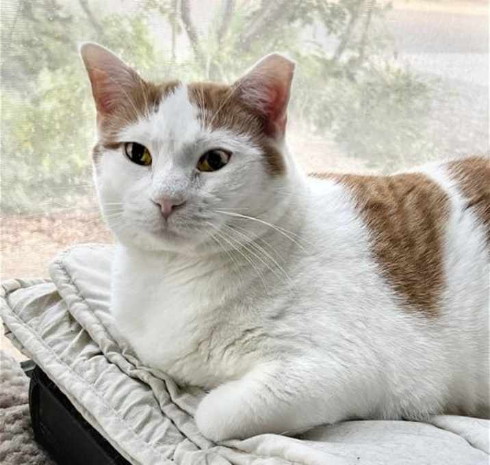 Photo of Creamsicle