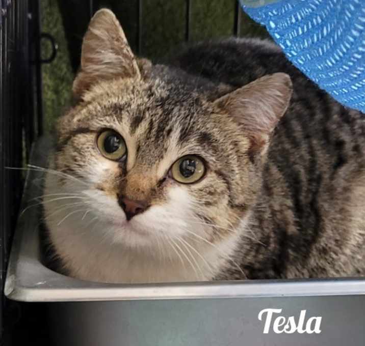 Photo of Tesla