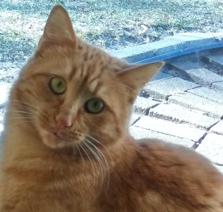 Photo of Simba