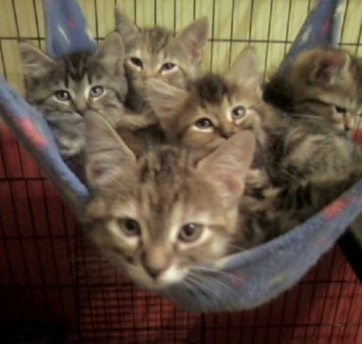 Photo of Foster Homes Needed  (Kittens Pictured R Adopted)