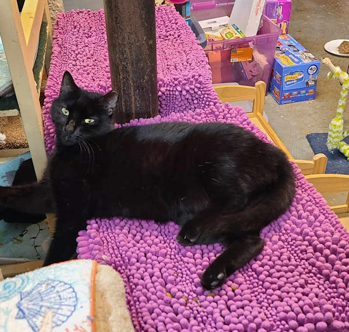 Photo of Romeo Blue aka Jinx