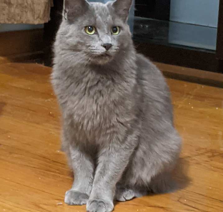 Photo of Buddy