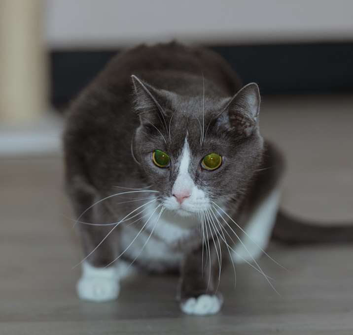Photo of Cookie