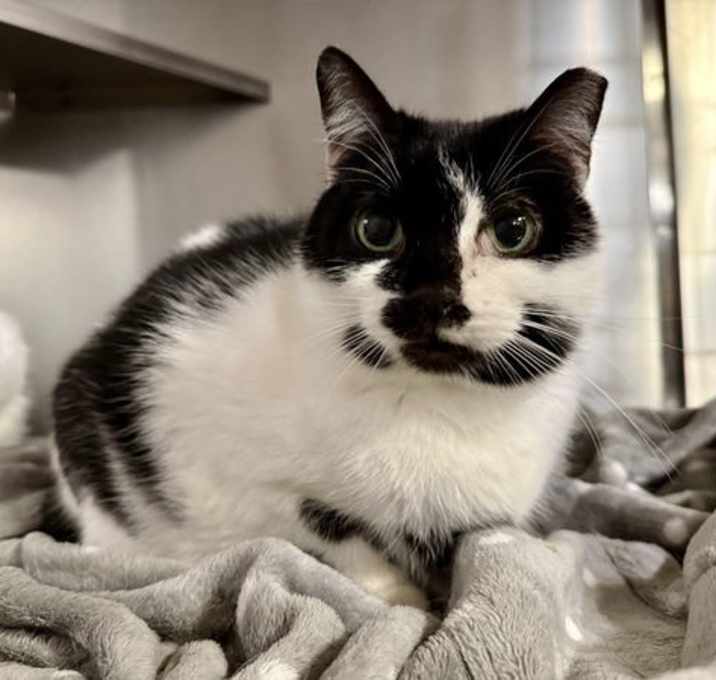 Photo of Little Peep- (Working Cat)