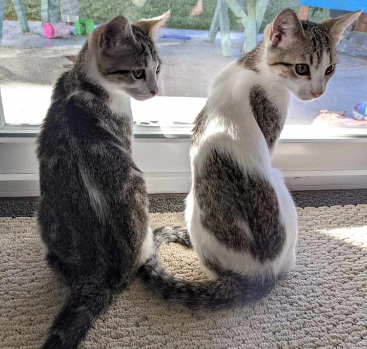 Photo of Pumpkin and Sally