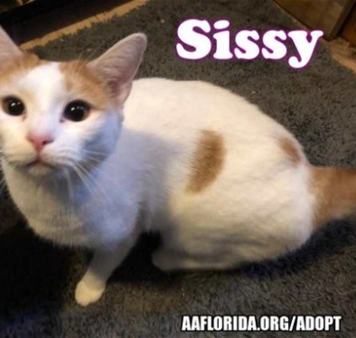 Photo of Sissy