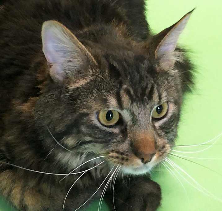 Photo of Scooter - Adoption Pending