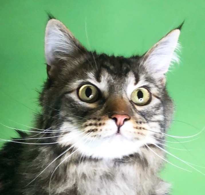 Photo of Schatzi - Adoption Pending
