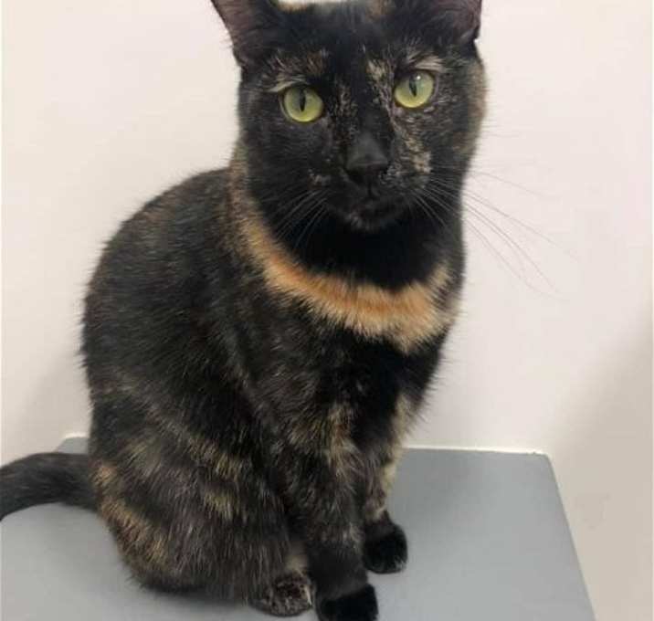 Photo of Sable
