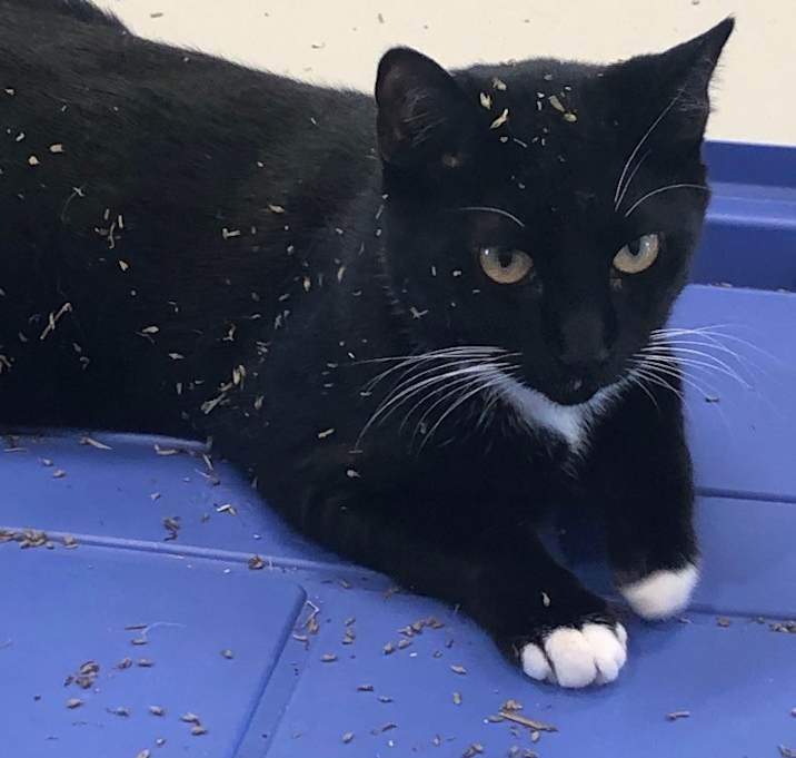 Photo of Oreo