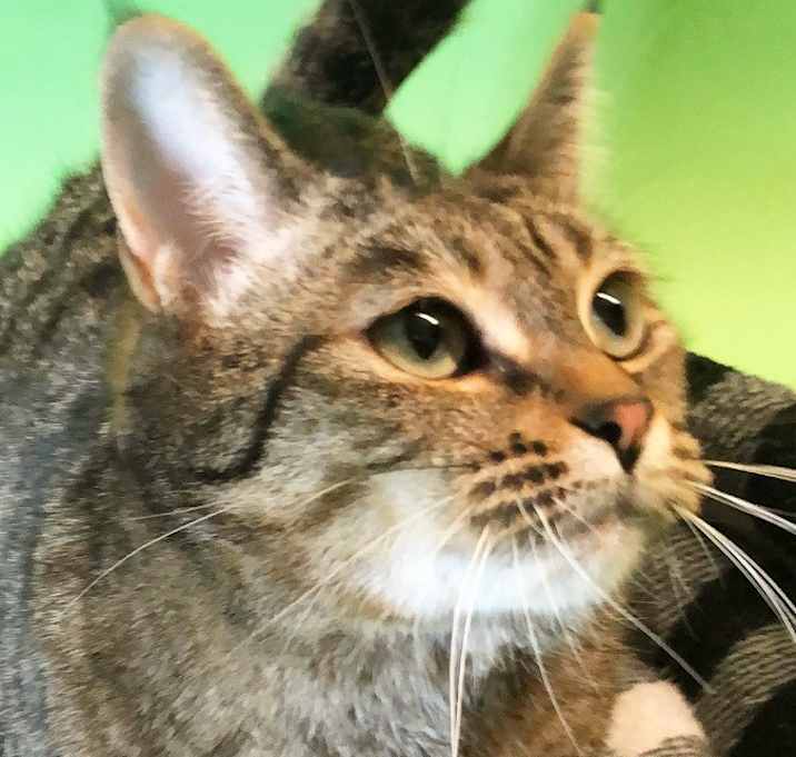 Photo of Butterscotch
