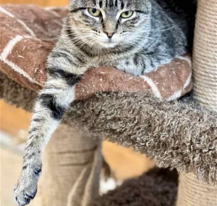 Photo of Olive