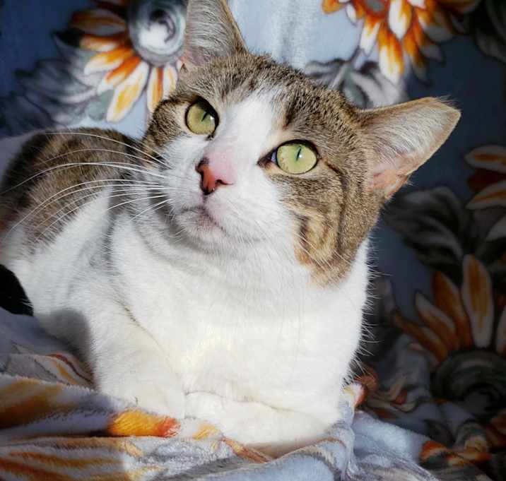 Photo of Figg