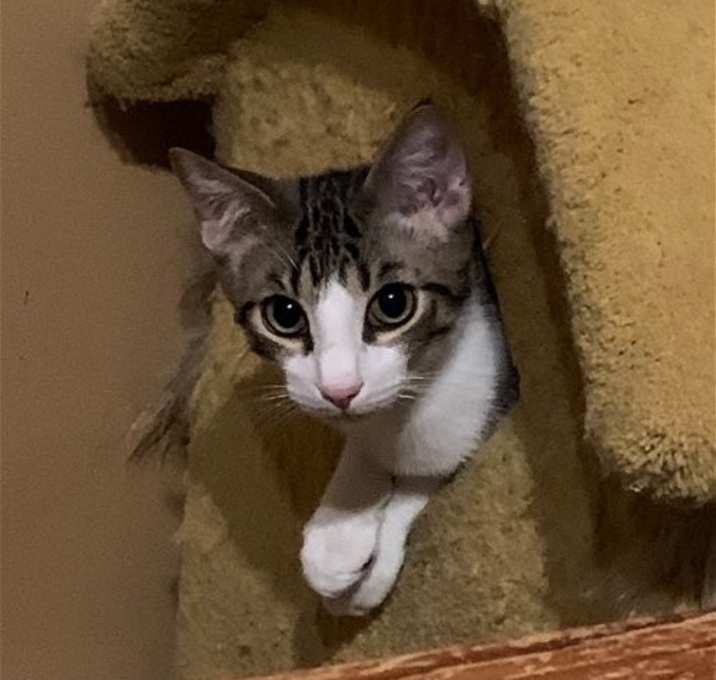 Photo of Theodore (Teddy)