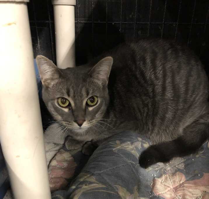 Photo of Feline Carrot (Male)