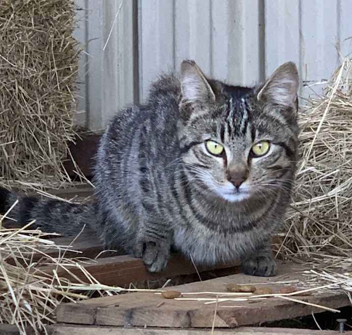 Photo of Barn cat/Mouser