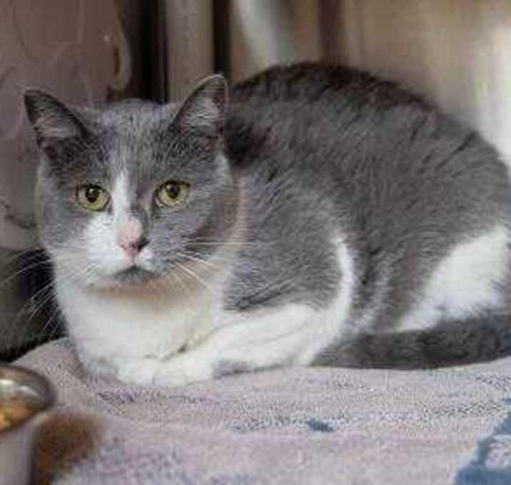 Photo of Lacy