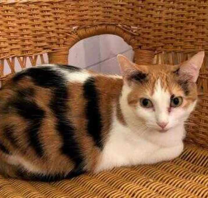 Photo of Kallie