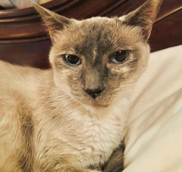 Photo of Ruthie (Senior) 2yr+