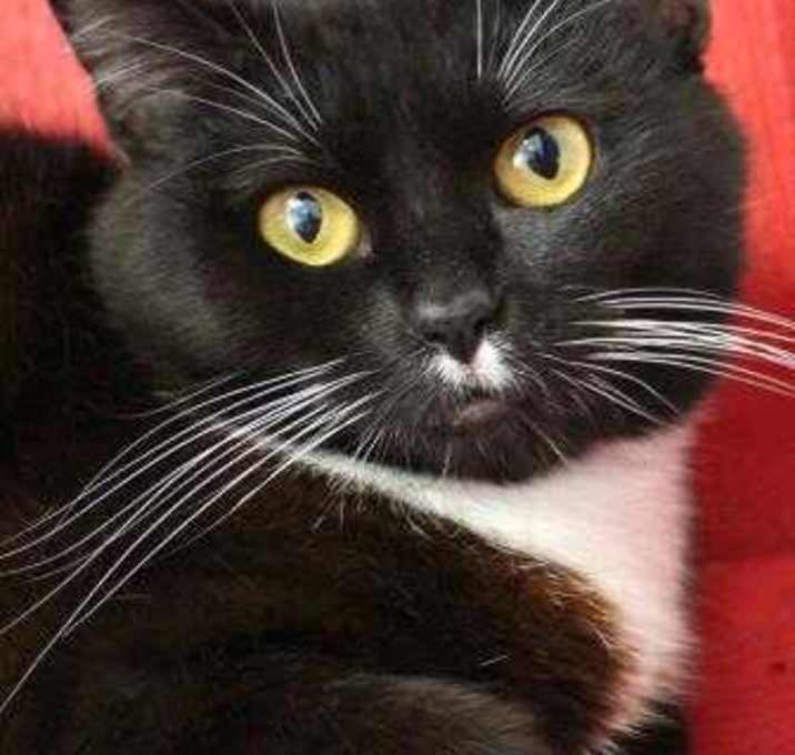 Photo of Cat-therine
